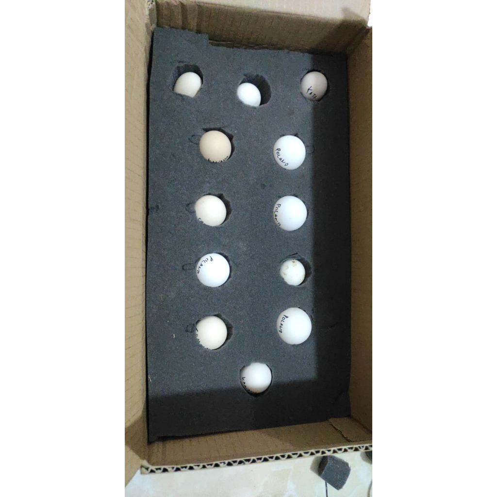 

Jual Berbagai Telur Tetas Hias untuk Seluruh Wilayah Indonesia (minimal 5 butir)