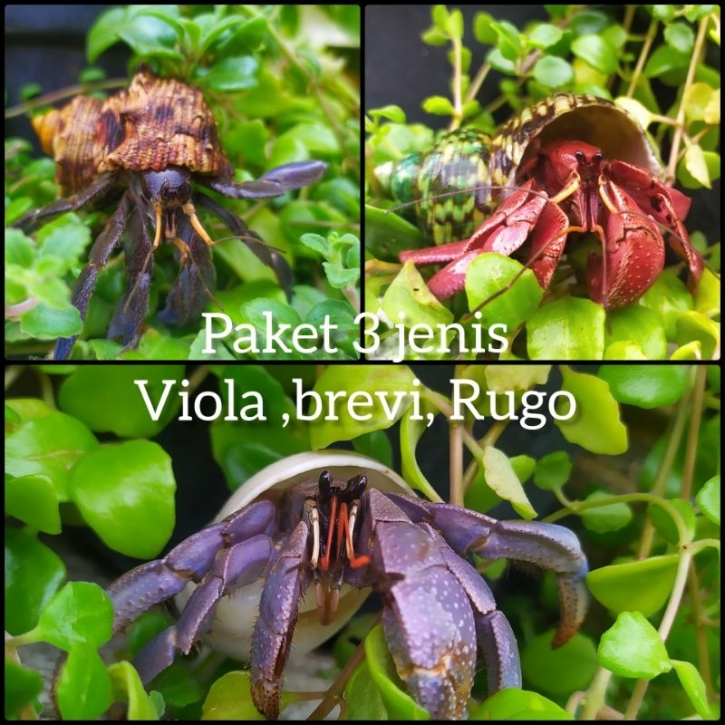 Spesial Paket 3 Ekor (Brevimanus, Rugosus, dan Violacens) Mainan edukatif
