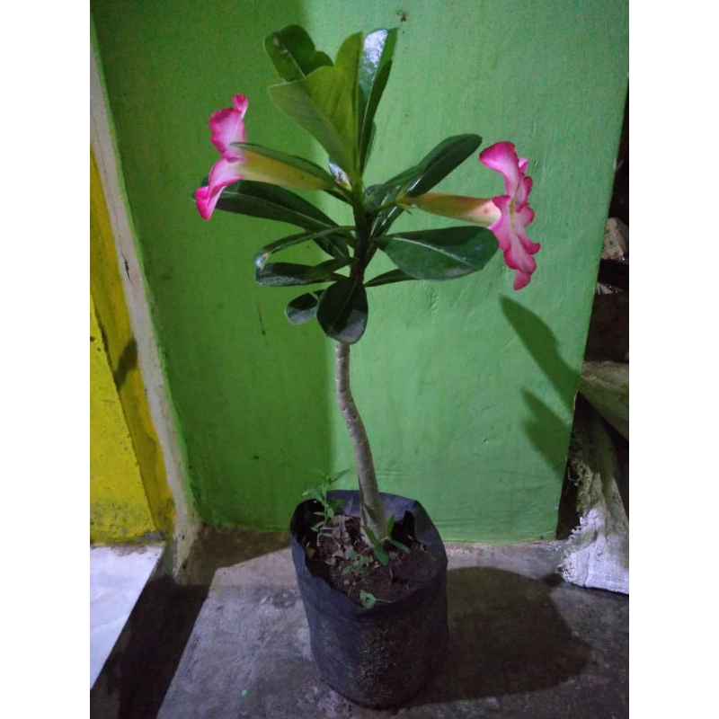 Bunga Kamboja Pink/Merah