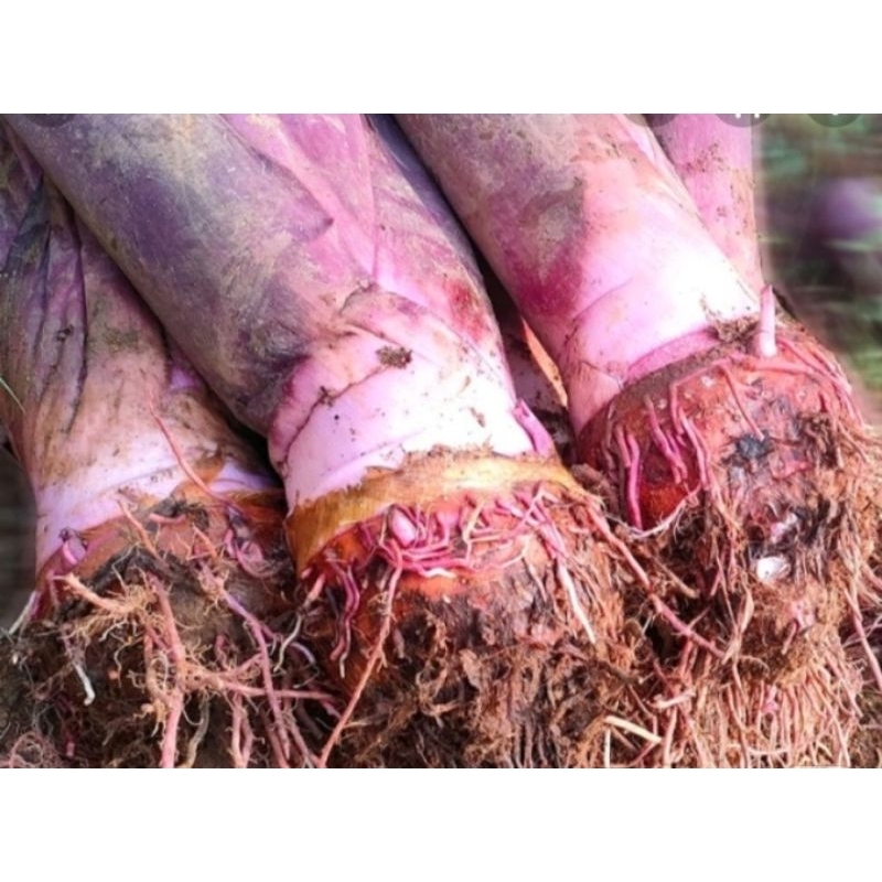 BIBIT TALAS BENTUL ISI 10 BIJI.