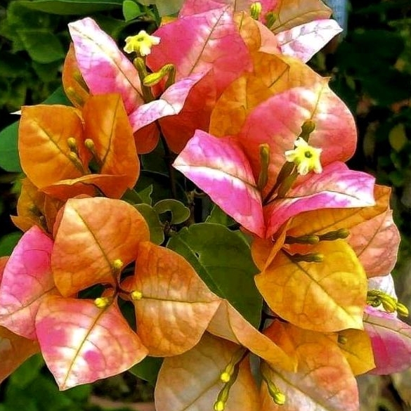 Bougenville Golden Sunshine Bugenvil Golden Sunshine Ori