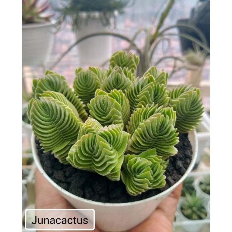 Crassula Budha Temple Cluster dalam pot 10cm