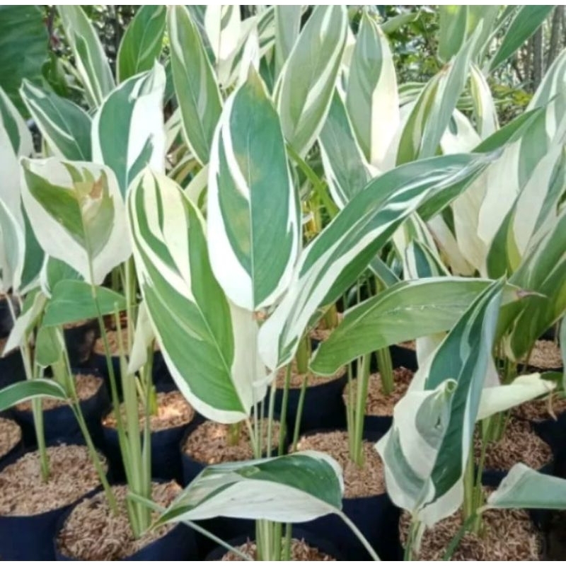 Tanaman hias garut patat varigata - tanaman hias ubi patat