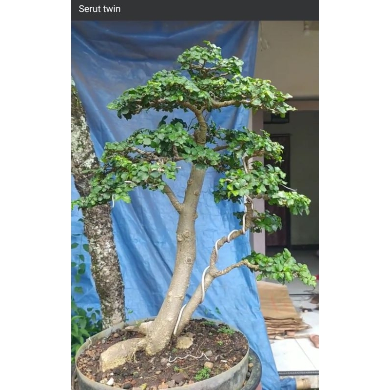 Bonsai serut Twin siap kontes