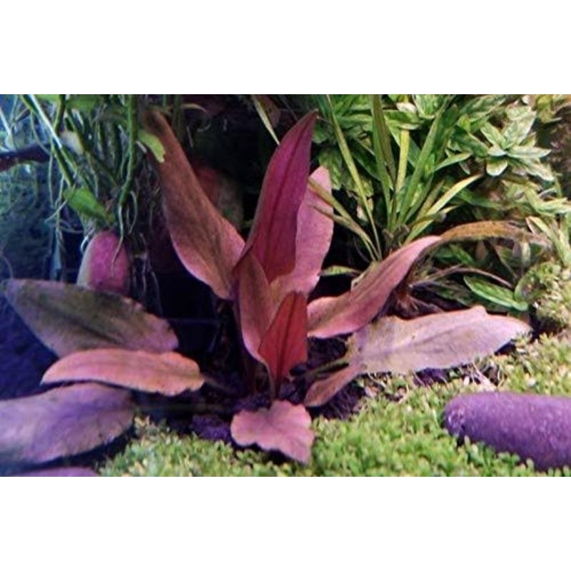 Cryptocoryne beckettii "Petchii Pink"