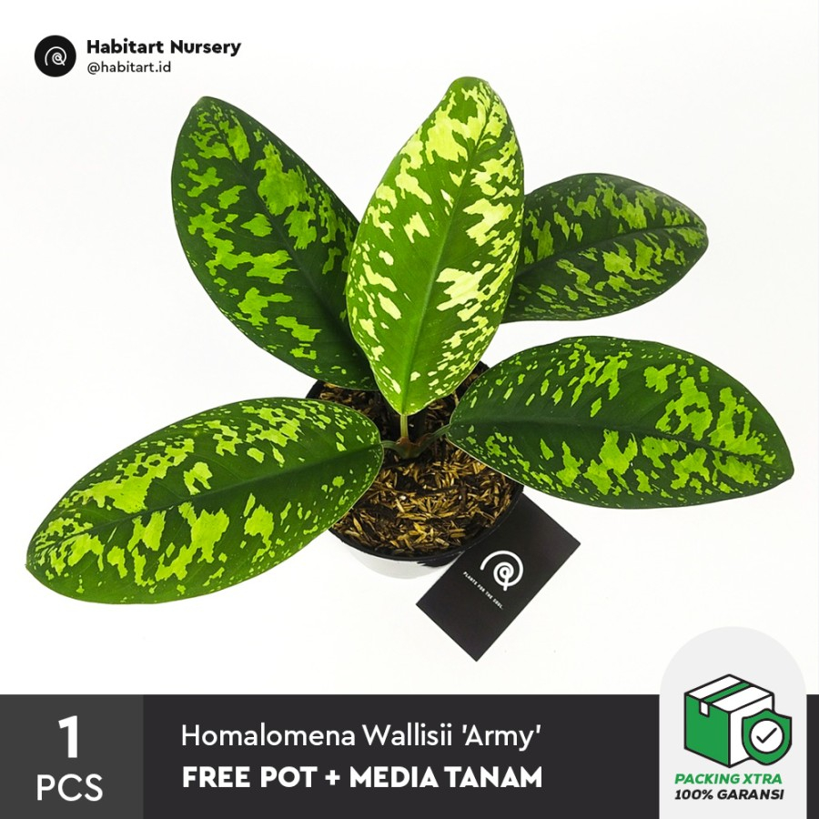 Habitart Nursery - Tanaman Hias Koleksi Homalomena wallisii 'Army' / Adelonema Camouflage + Gratis P
