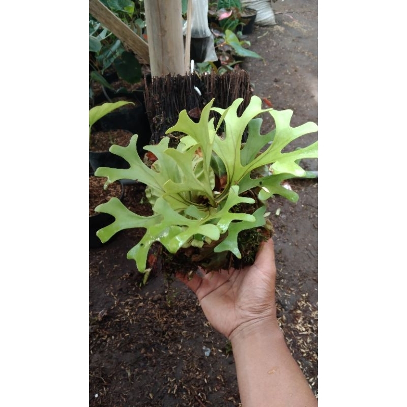 tanaman platycerium ridleyii