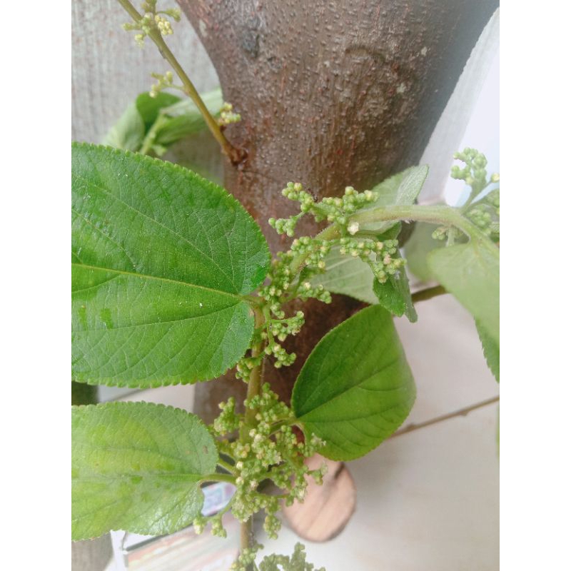 Bahan stek bonsai phusu bulu batang besar