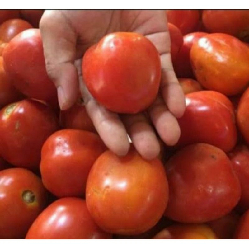 

Tomat Merah Sayur 500gram