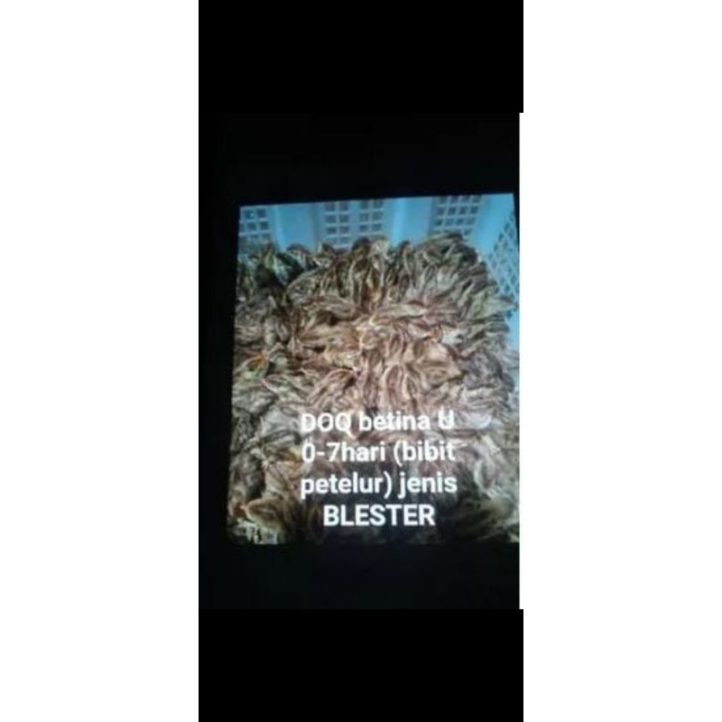 bibit burung puyuh jantan dan betina