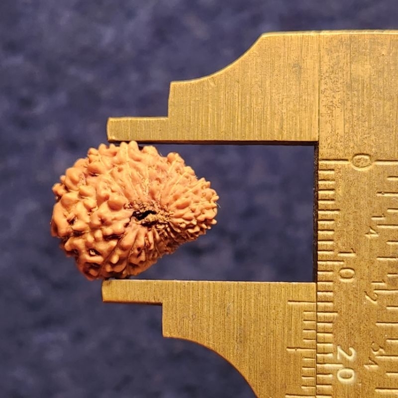 Mukhi 18 bentuk unik