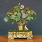 Beli 6 gratis 1 Cutting Pecah Batang WARU MERAH TINGGAL STEK TANCAP