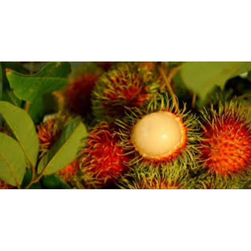 

rambutan manis