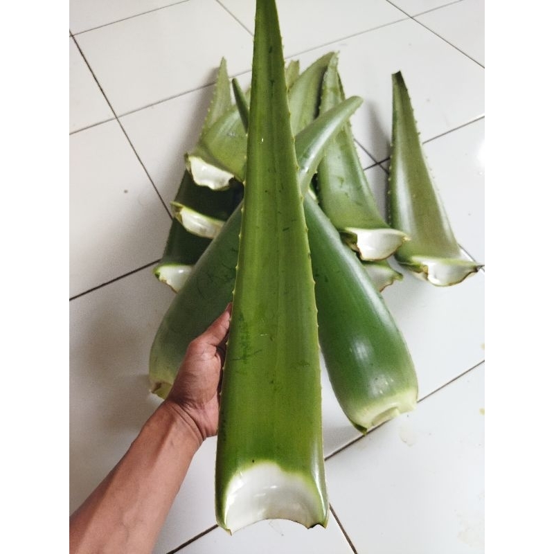 

PELEPAH LIDAH BUAYA FRESH ALAMI UKURAN JUMBO 800GRAM
