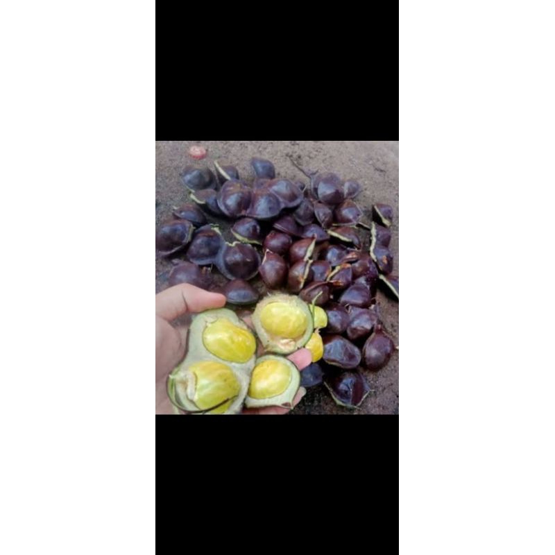 

jengkol benguk