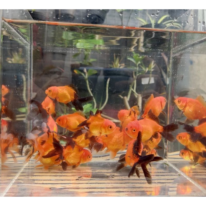 AQUASCAPE/Koki Oranda BlackGold