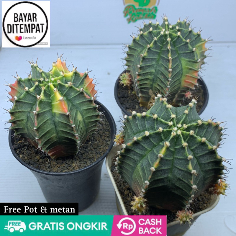 gymnocalycium STARFIRE onroot free pot dan media