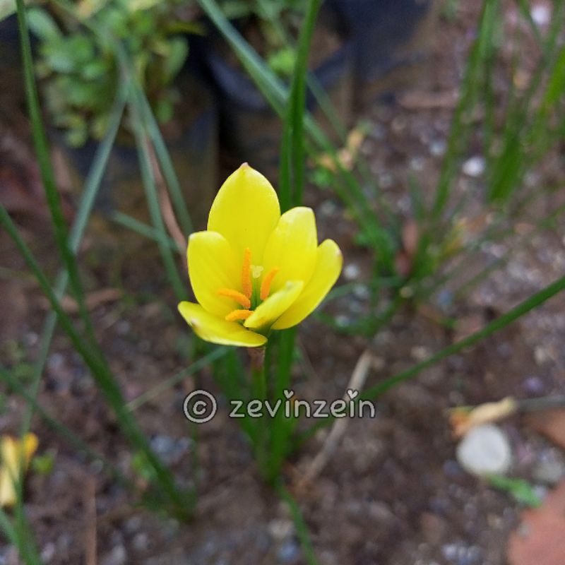 

Lili Hujan Kuning (dijamin 100% asli warna kuning)