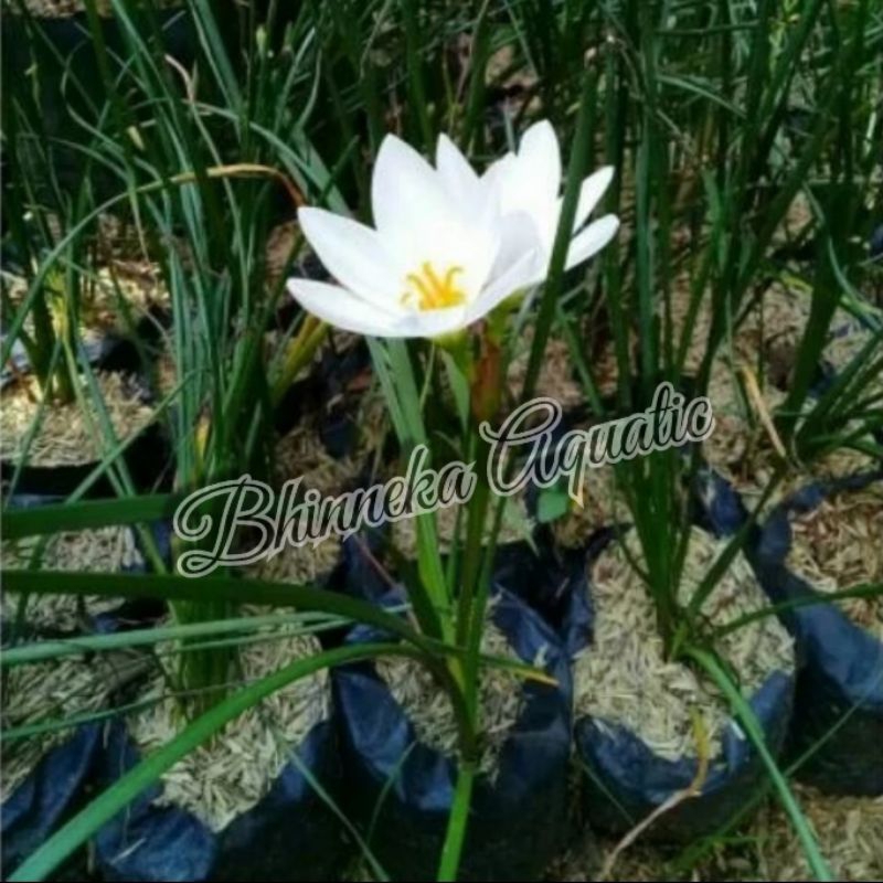 Bibit Mini Tulip Putih Bunga Lily Hujan Taman Outdoor Indoor Murah Ekonomis
