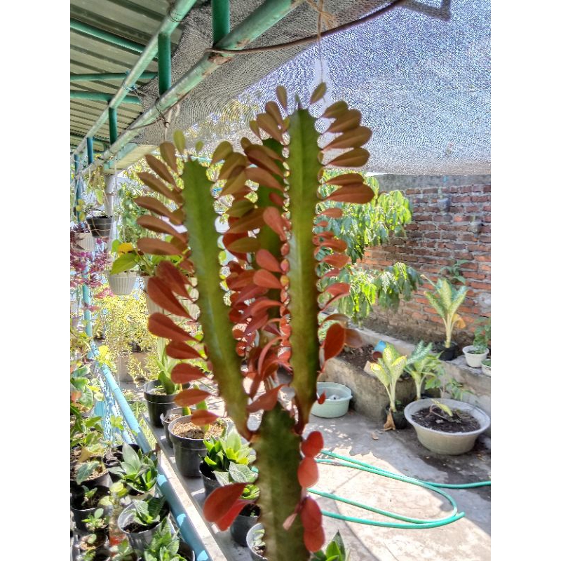 Kaktus ekor naga Kaktus Euphorbia Trigona Daun Merah
