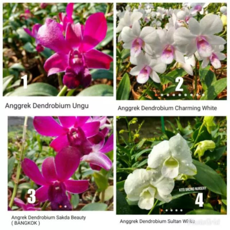 PROMO Anggrek Dendrobium Remaja Dewasa Bangkok (THAILAND) - Tanaman hias anggrek dendrobium remaja dewasa siap berbunga