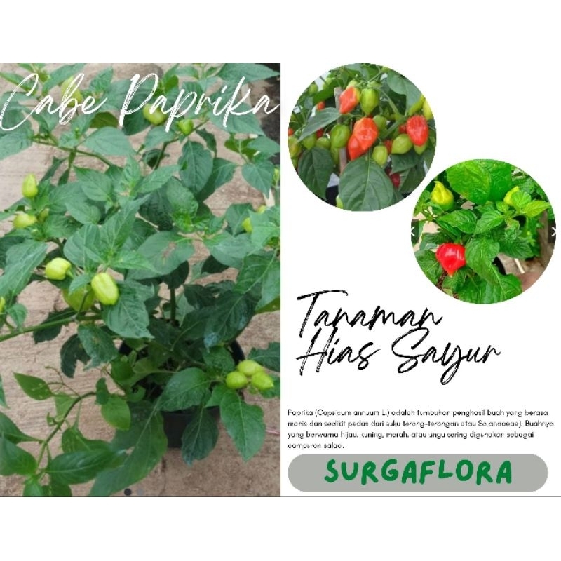 Bibit Tanaman Hidup CABE PAPRIKA - Bibit Pohon Cabai Paprika Reaper Dalam Polibag