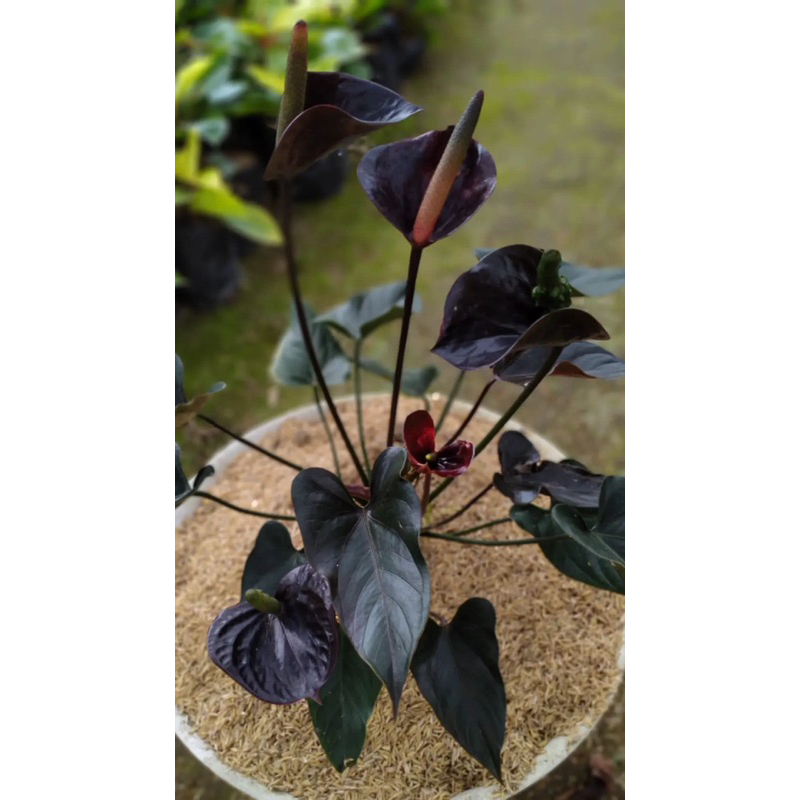 ANTHURIUM BUNGA ANDRAEANUM HITAM BLACK 2-3 bunga