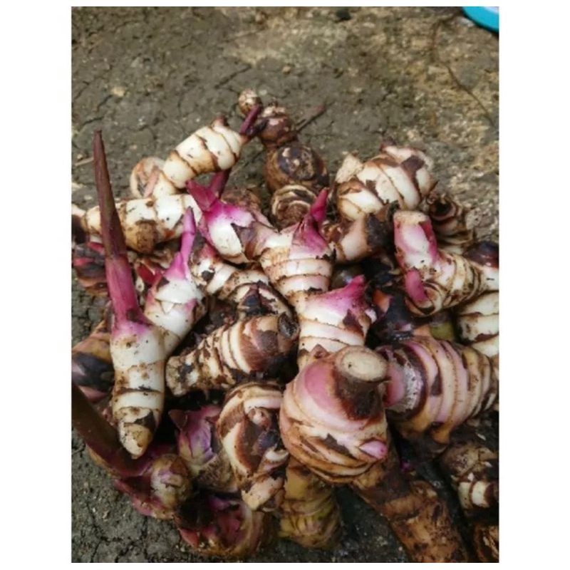 

GR UMBI GANYONG MERAH 1kg