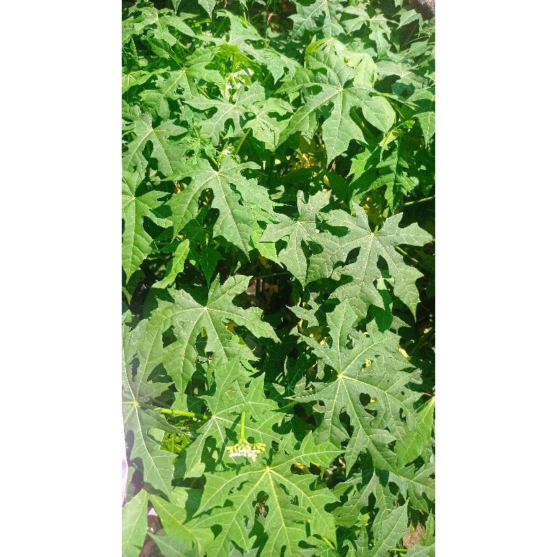 

daun pepaya jepang