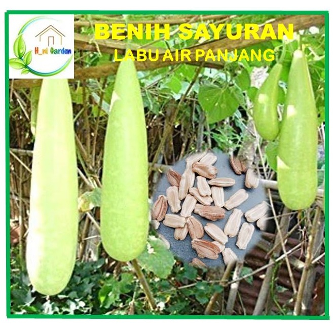 Benih Biji Labu Air Panjang