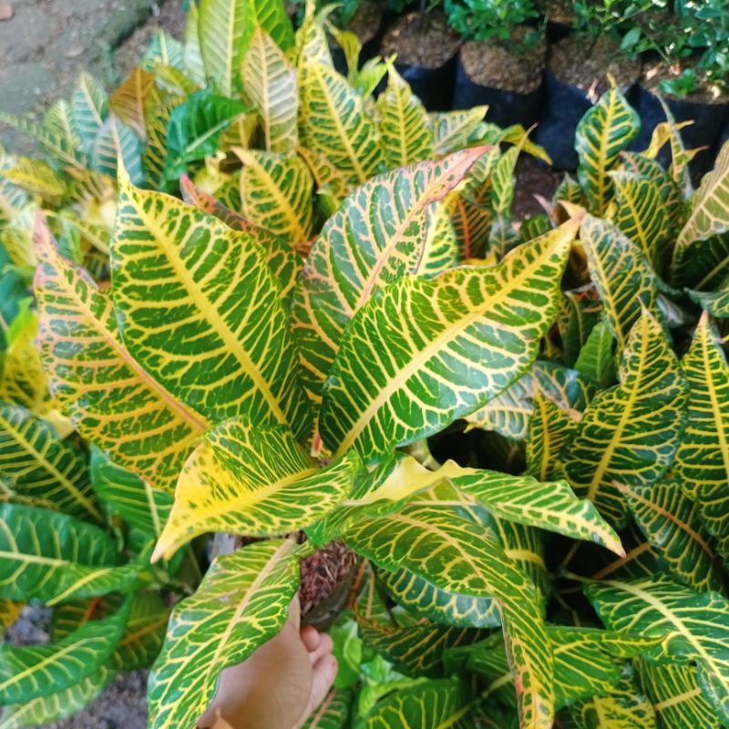 Pohon Puring Macan - Tanaman Hias Puring Macan - puring murah