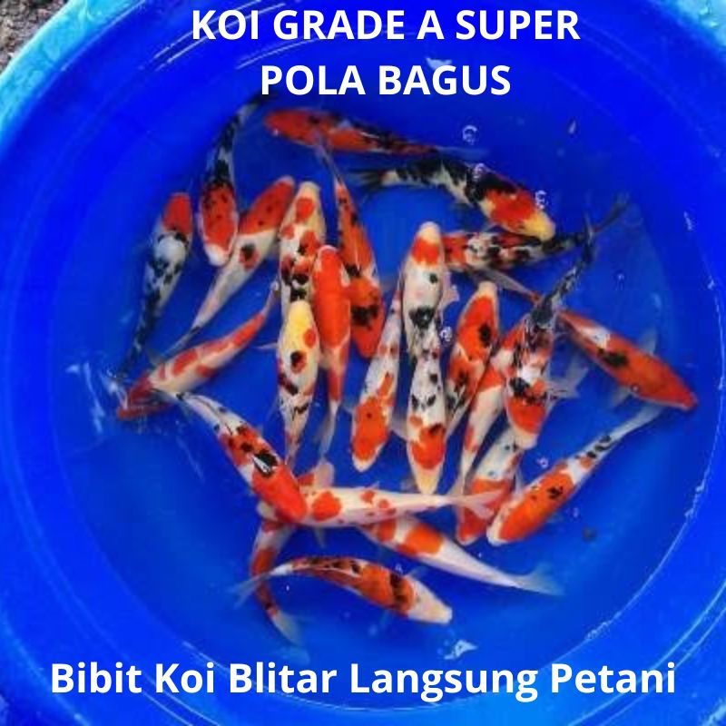 Bibit ikan koi blitar kualitas pilihan grade A super ukuran 12-13cm langsung kirim