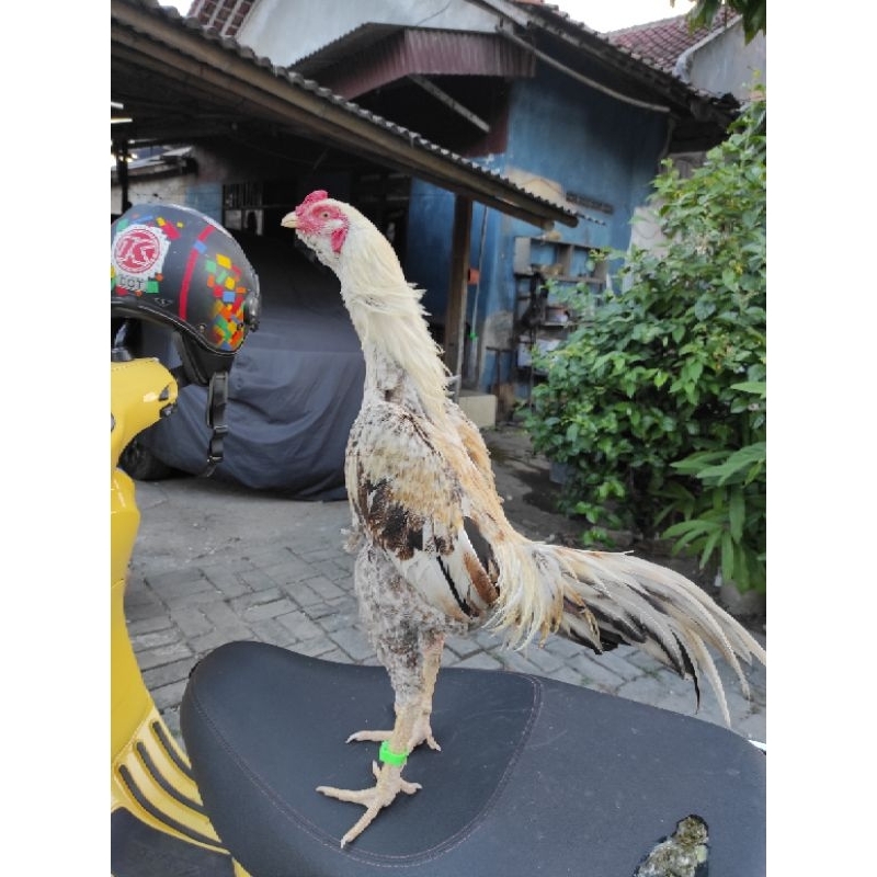 Ayam Jago Jantan muda Birma Pama Mangon