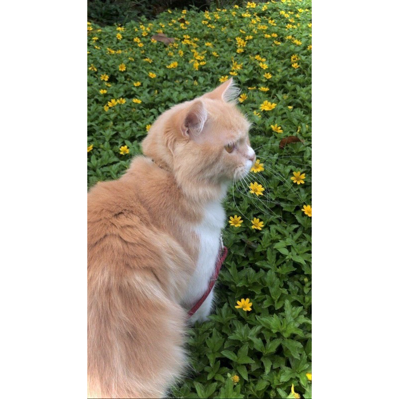 

Bawang jahe segehan BALI