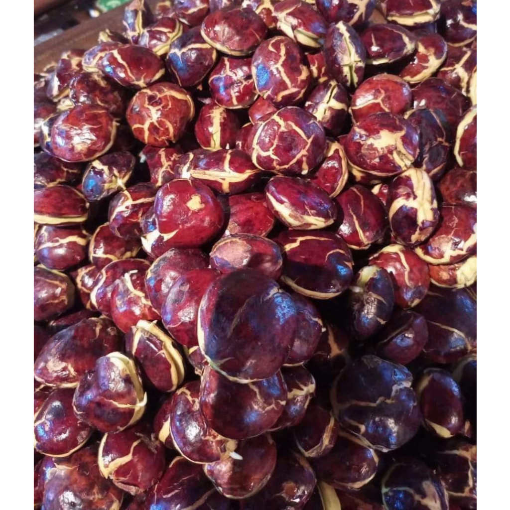 

GR jengkol tua mentah kualitas super kemasan 250 gram