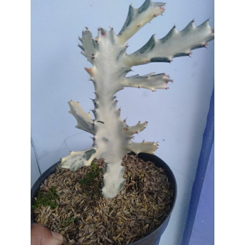 Tanaman kaktus tulang warna putih