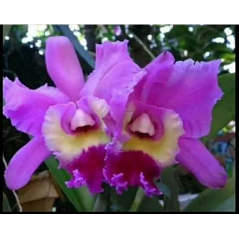 anggrek pra remaja Cattleya hybrid thailand new
