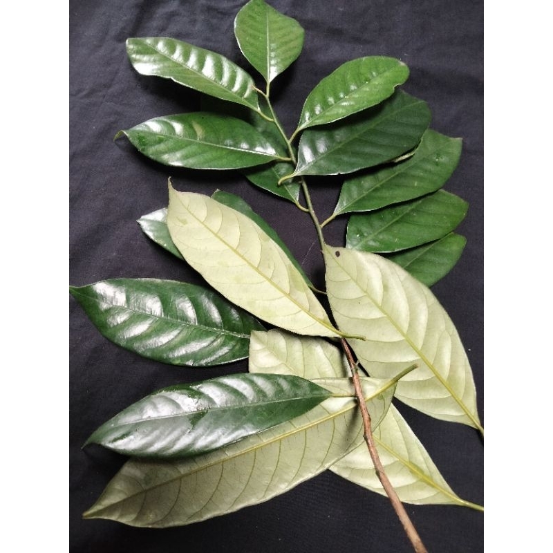 

DAUN PALA SEGAR FRES ORIGINAL EXTRA 200g ASLI REMPAH