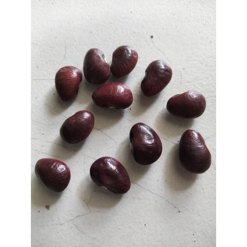 

BENIH BIJI KACANG ROAY | KACANG KORO PER 15 BIJI