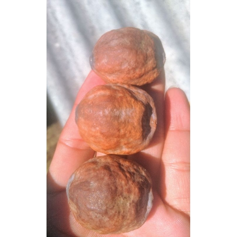 muncang adu jalim kebo