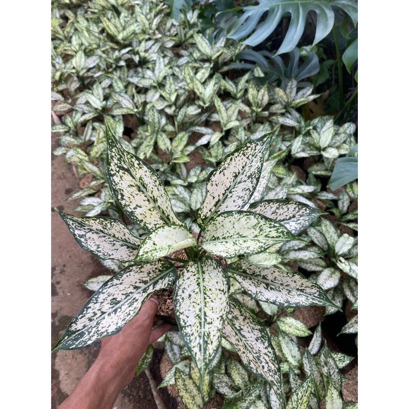 (BISA COD) Promo Aglonema snow white dewasa - aglonema snow white rimbun