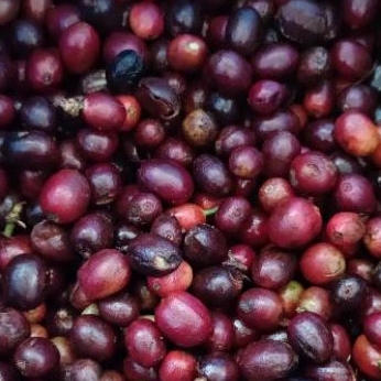 

Kopi Arabika Temanggung Kopi Enak Bubuk Murni 500g