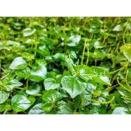 

DAUN SIRIH CINA ATAU DAUN KETUMPANG AIR 1KG PRES