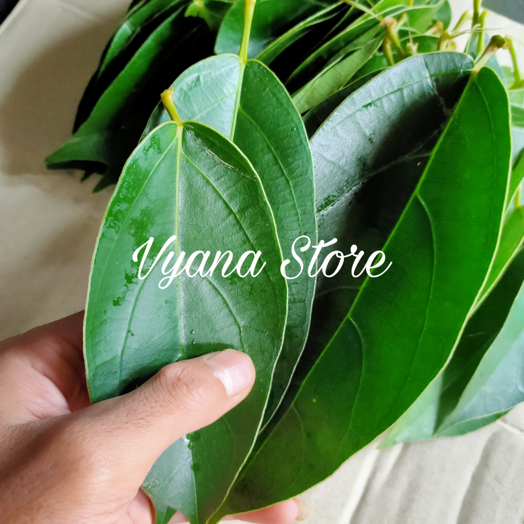 

Daun Cincau Segar 500gr - Cincau Hijau Fresh bukan cincau rambat