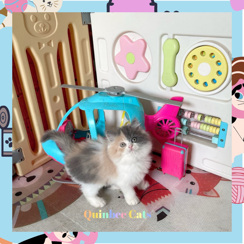 kucing Persia Flatnose betina dilute calico