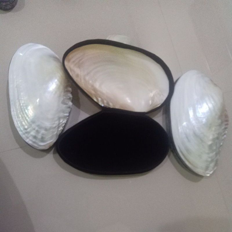 KOTAK PERHIASAN CANGKANG KERANG BESAR