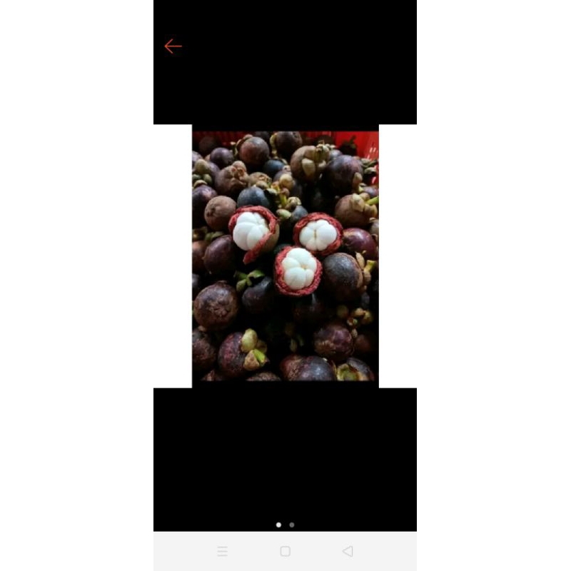 

buah manggis enk