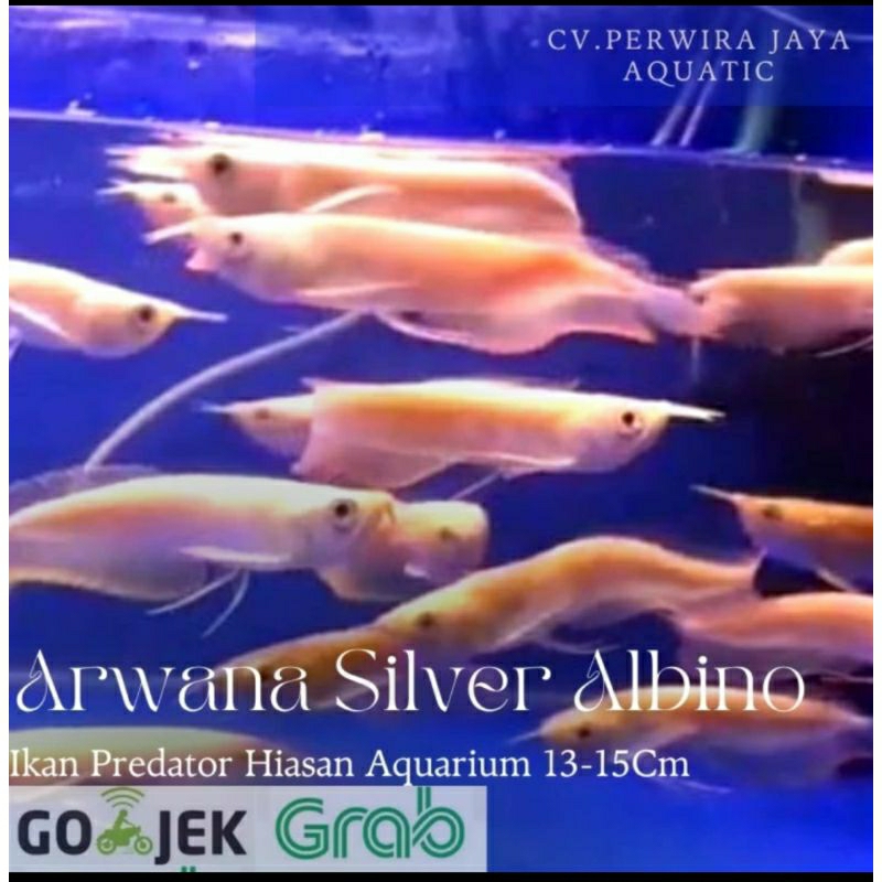 Arwana SilverAlbino 12Cm Hiasan Aquarium