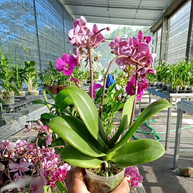 angbul mini berbunga (TM)