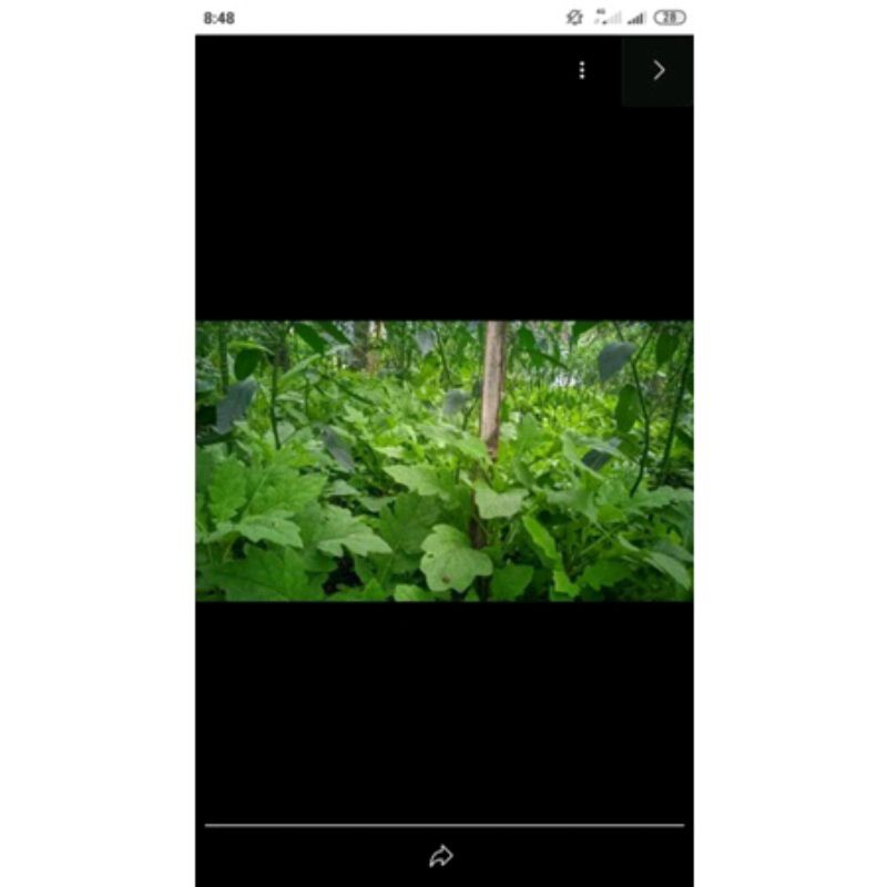 

⭐️⭐️⭐️⭐️⭐️ daun dewa segar 1 kg